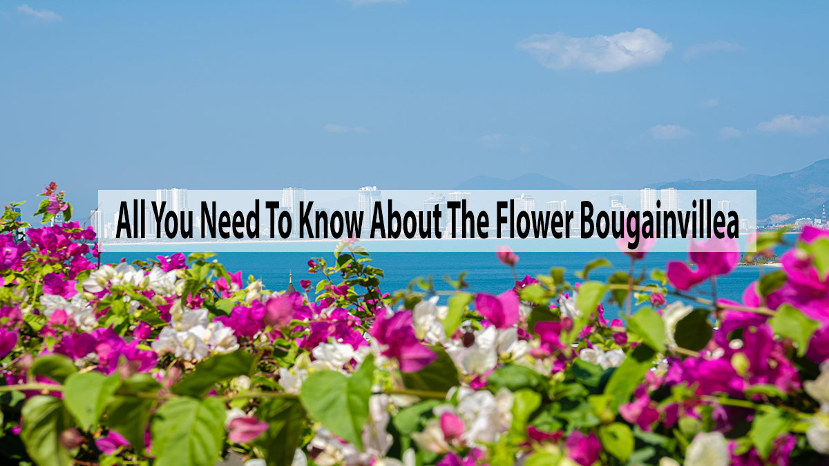 All You Need To Know About The Flower Bougainvillea